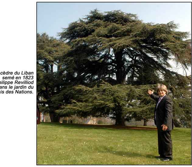 Le cdre du liban sem en 1823 par philippe revilliod dans le jardin du palais des nation geneve